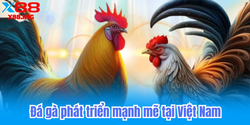 đá gà phát triễn mạnh mẽ tại Việt Nam