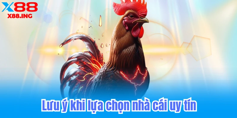 lưu ý khi lựa chọn nhà cái chơi đá gà