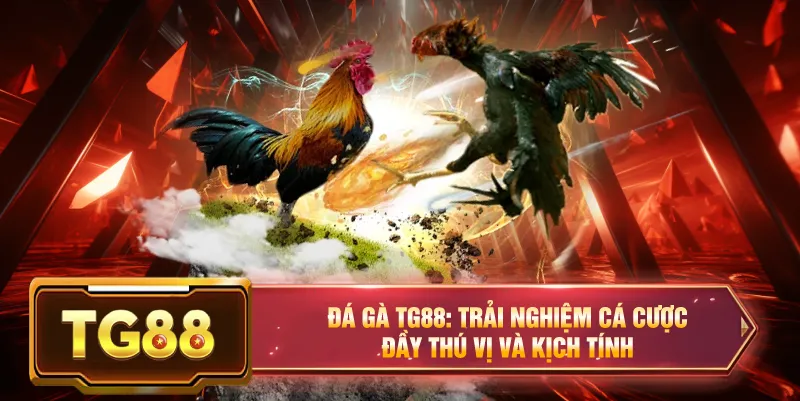Đá gà tg88 trải nghiệm cá cược hấp dẫn