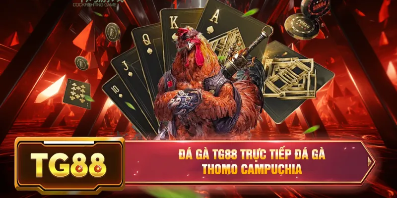 Đá gà tg88 đá gà thomo trực tiếp 2026