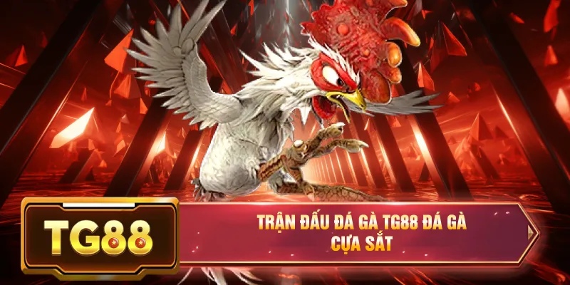 Trực tiếp đá gà thomo campuchia